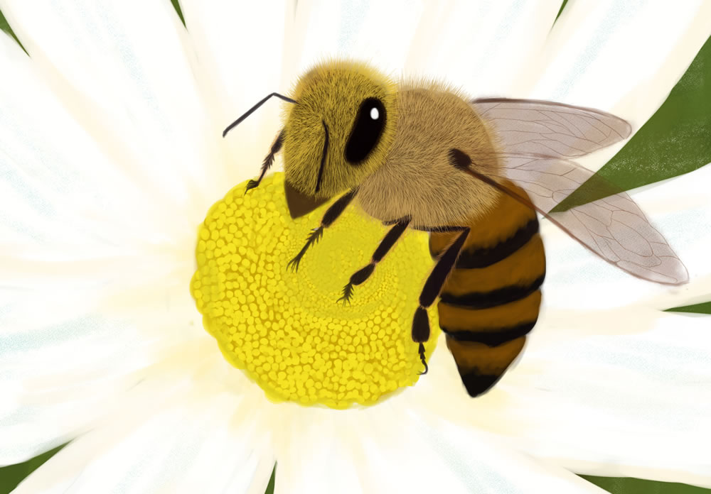 ミツバチ拡大図
